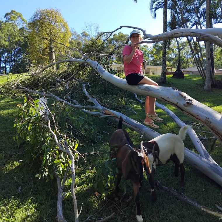 Sitting on a fallen gum with the goats feeding below