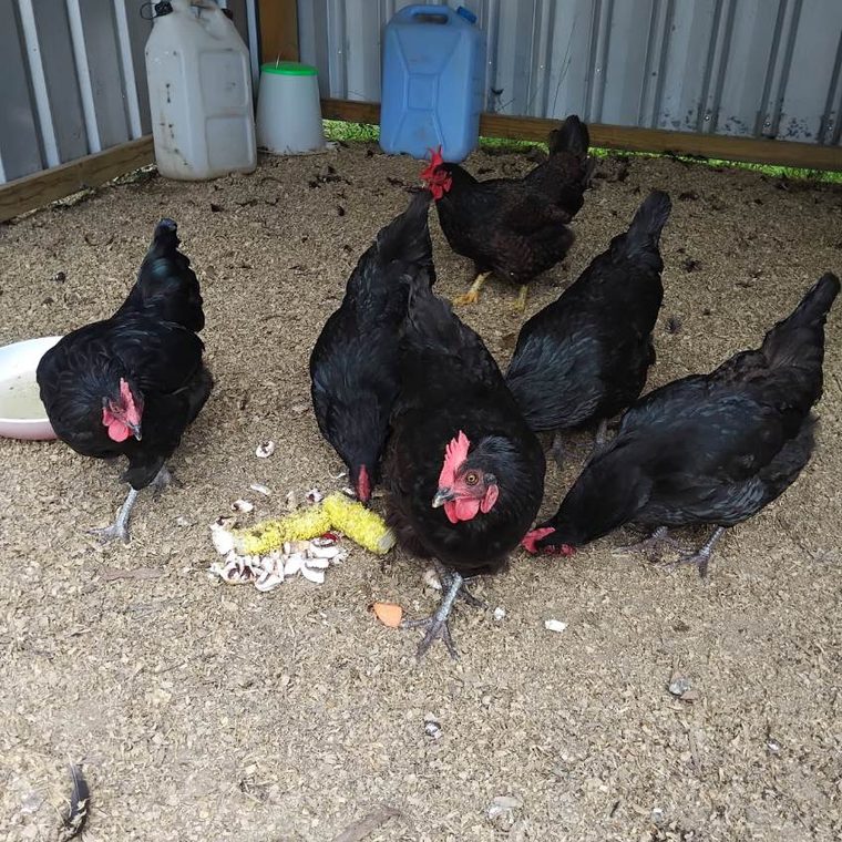 Hens feeding on a corn cob in the coop