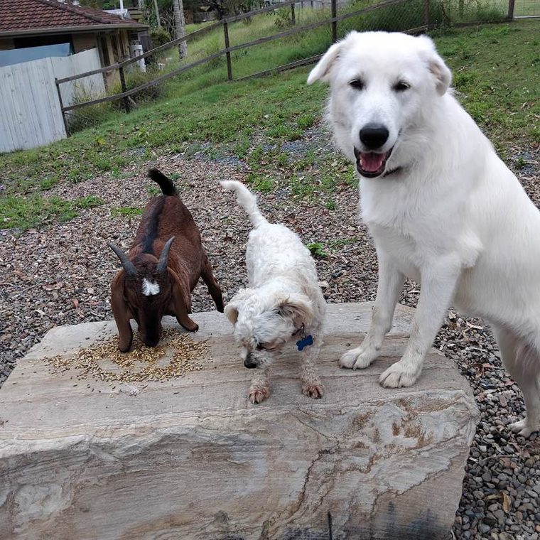 A goat and two dogs sharing the feed rock