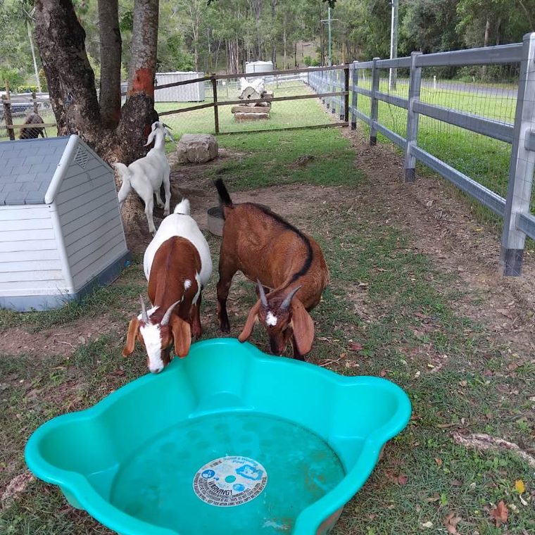 Goats at the water trough by the fence line