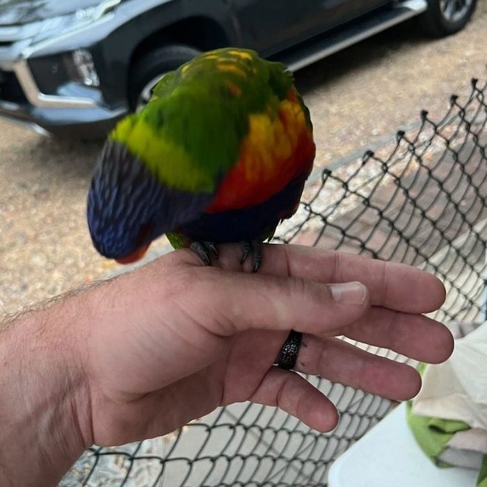 A rainbow lorikeet perched on an open hand