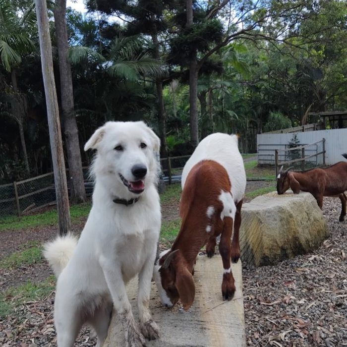 The farm dog up on a log with the goats