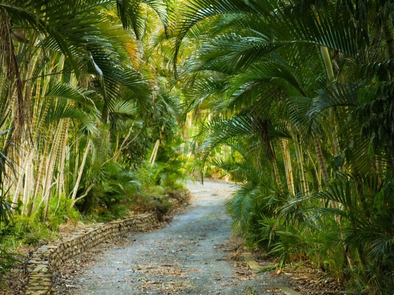 A gravel driveway running under a canopy of palms at the Homestead